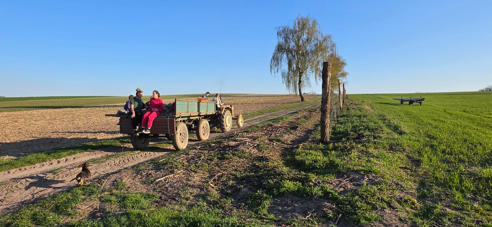 Traktor z przyczepą na polu