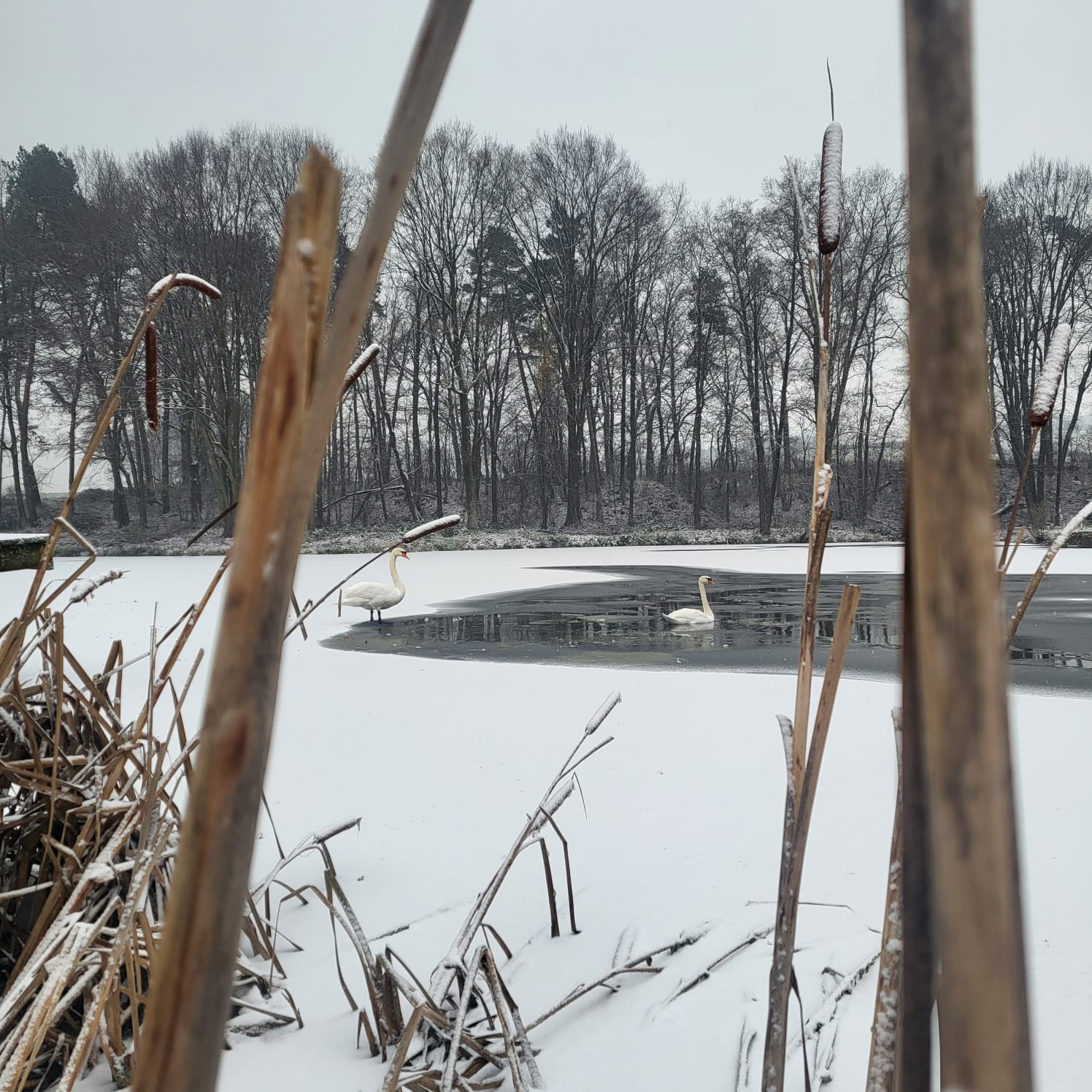Łabędzie na stawie zimą