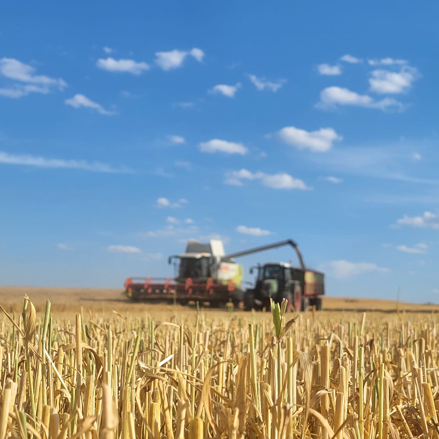 Ernte — Mähdrescher auf dem Feld