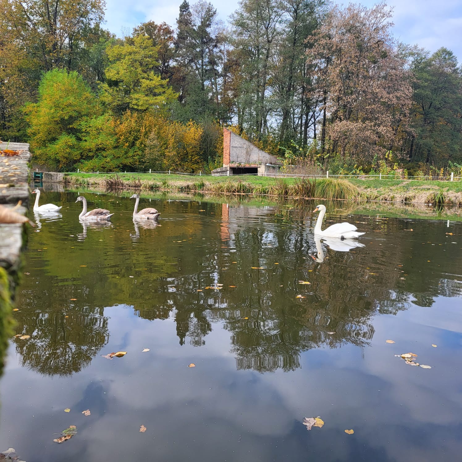 Schwäne auf dem Herbstteich