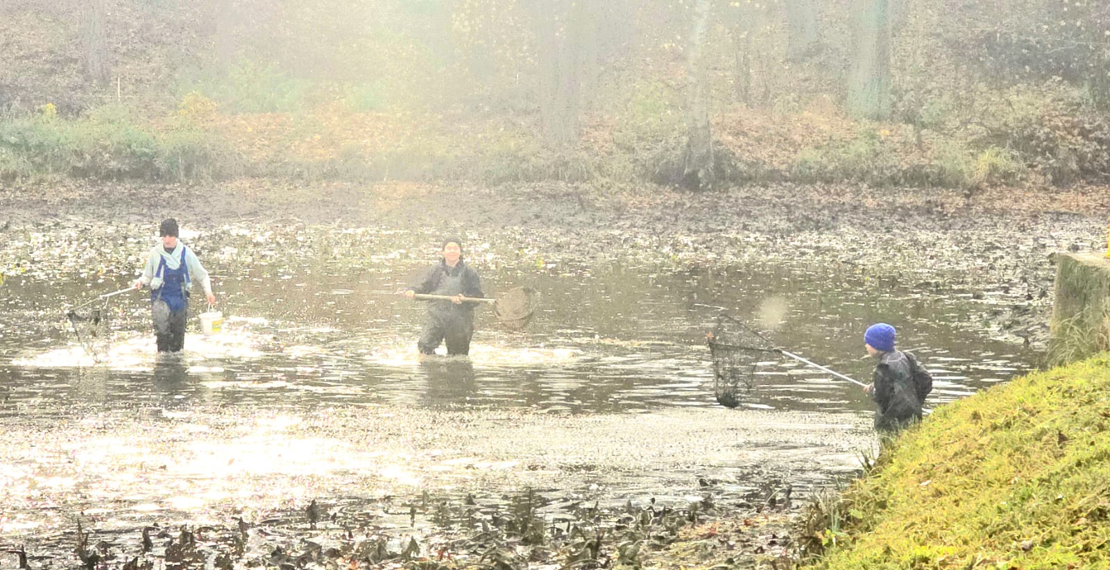 Połów karpi w stawie
