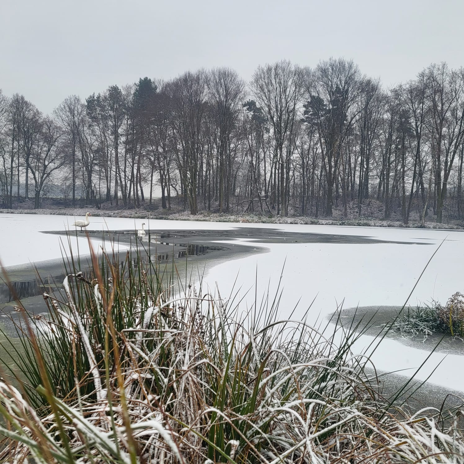 Staw zimą z łabędziami